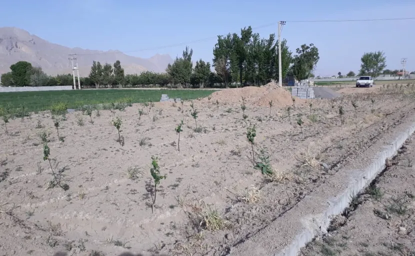 باغ 1000 متری روستای علیشاهدان|خرید باغ|  پیربکران