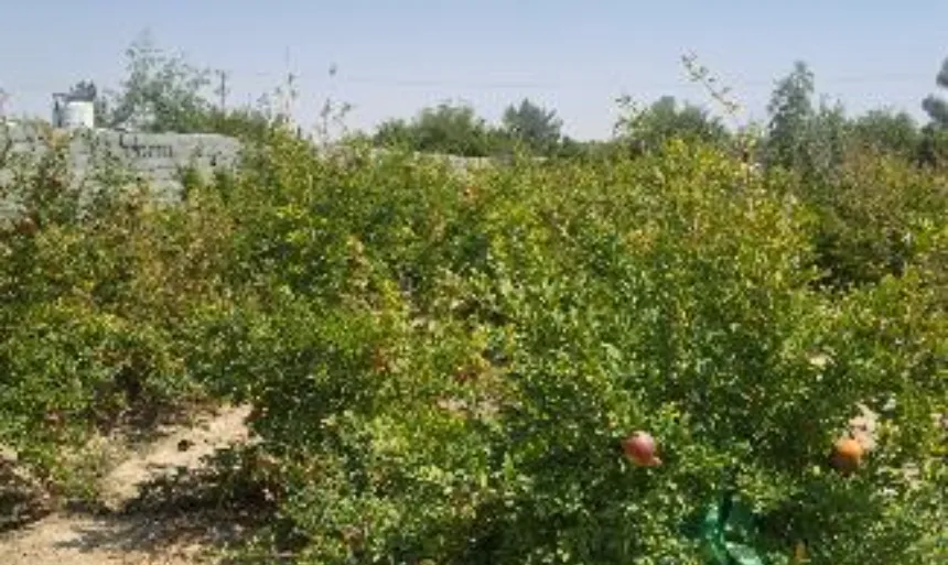 باغ 500 متری در قلعه شور بهارستان|خرید باغ| قلعه شور بهارستان