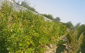 باغ 500 متری در قلعه شور بهارستان