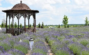 باغ درختکاری شده در مرغ