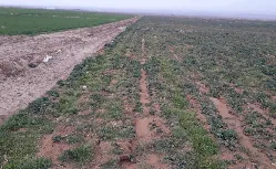 پیش فروش آپارتمان 165 متری در چشمه توتی اصفهان
