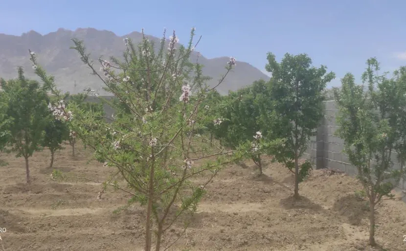 باغ 1100 متری با درختان آجیلی بارده و سهمیه آب در پیربکران فلاورجان 4360